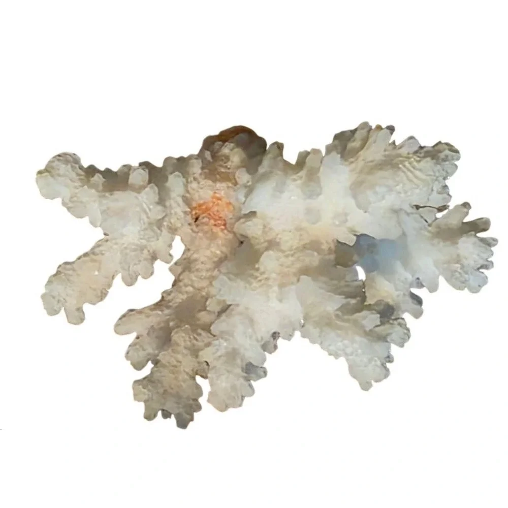 Natural Coral Specimen Trio For Home Décor 2